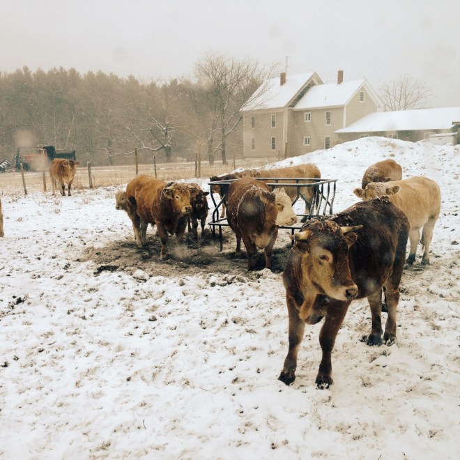 SnowyCows