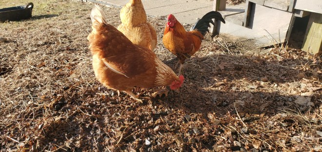 Chickens, Chickens, Chickens